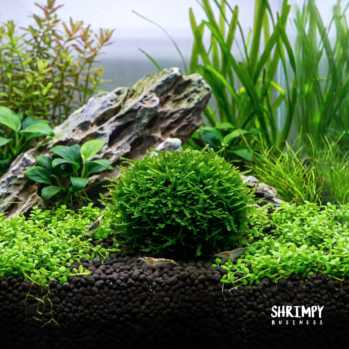 Aquarium Christmas Moss product image 2
