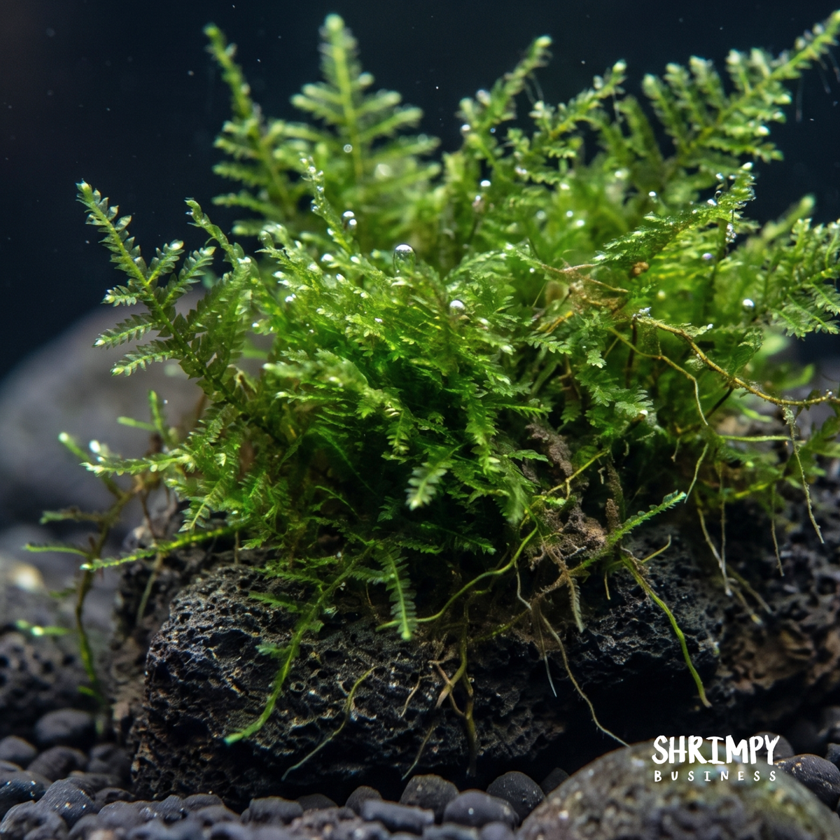 Aquarium Christmas Moss product image 3