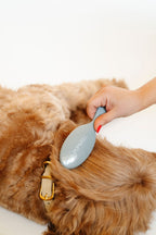 Dog Grooming Brush product image 3