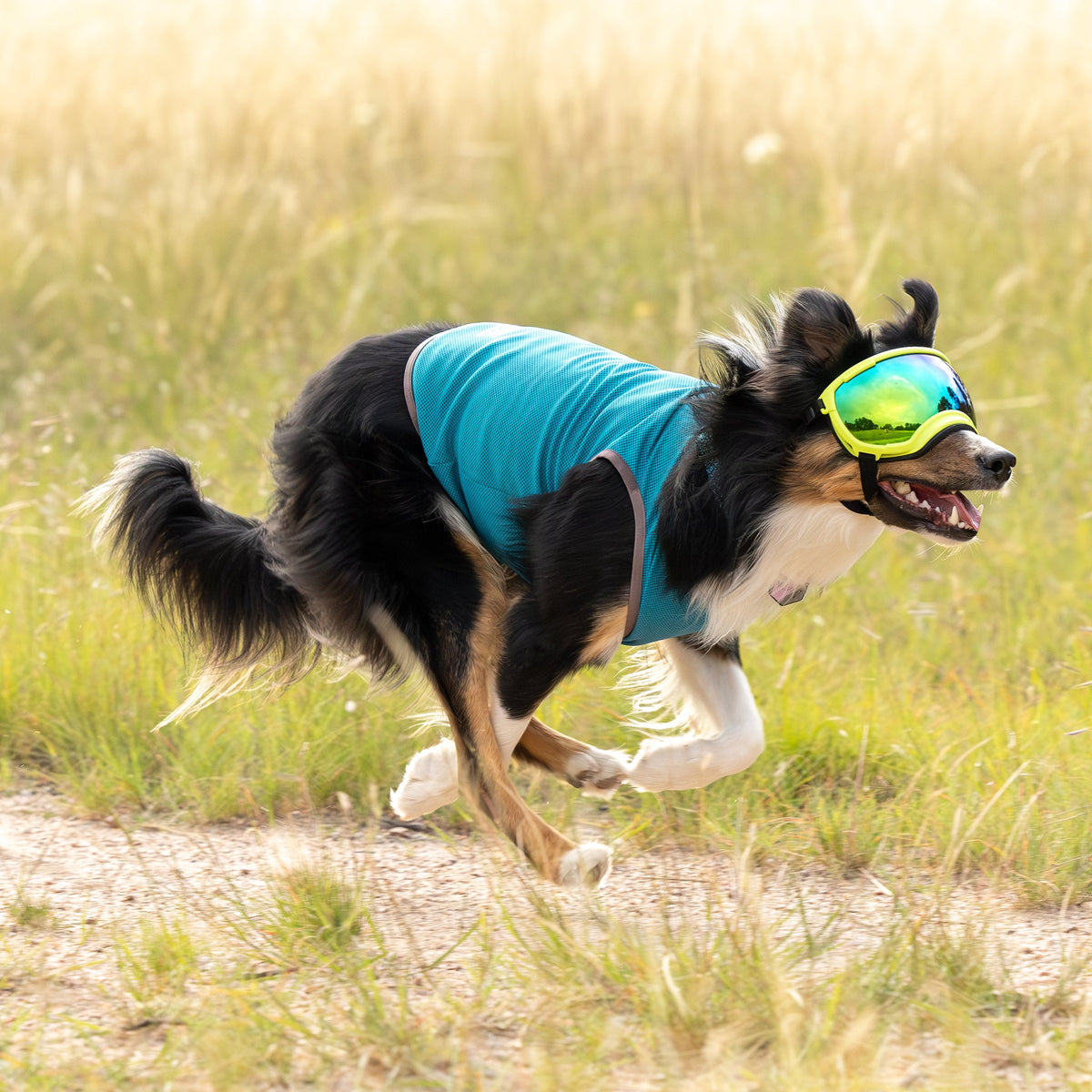Dog Cooling Vest product image 2