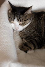 Cat Bolster Bed product image 8