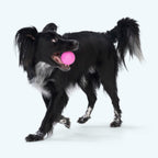 Dog Fetch Ball product image 5