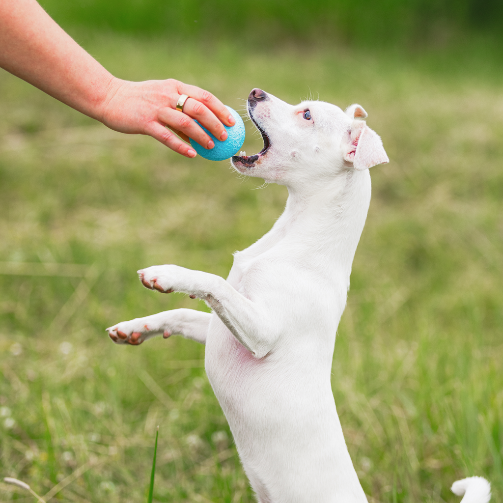 Dog Fetch Ball product image 6