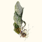 Live Aquarium Plant product image 1
