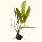 Live Aquarium Plant product image 2