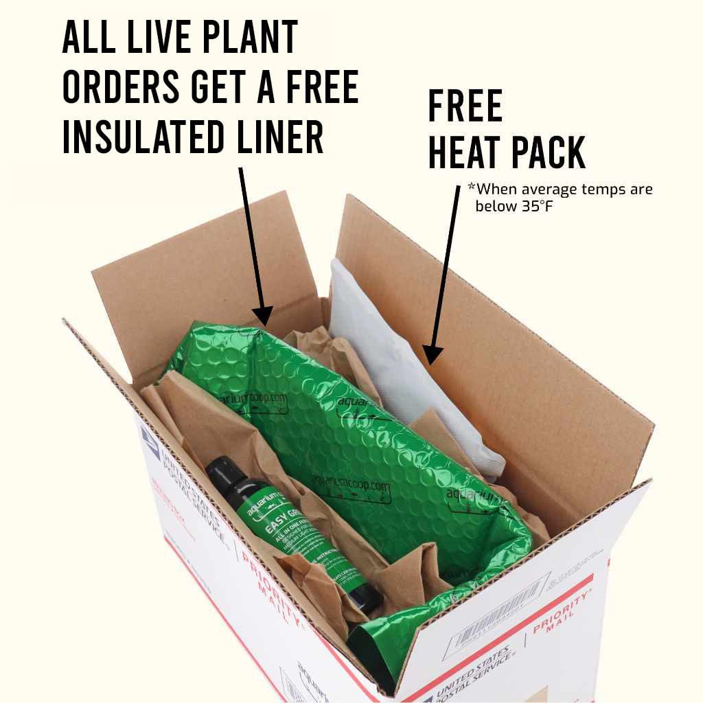 Live Aquarium Plant product image 3