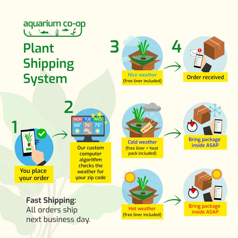Live Aquarium Plant product image 4