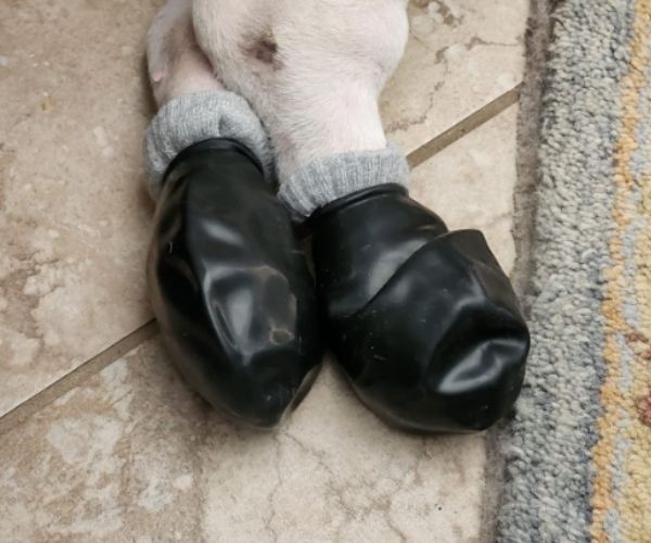 Dog Boots product image 3