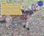 Dog Boots product image 4