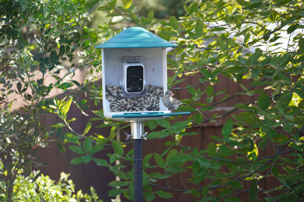 Bird Feeder Camera product image 5
