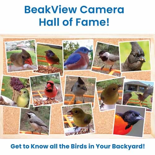 Bird Feeder Camera product image 11