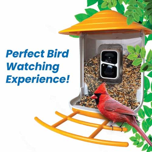 Bird Feeder Camera product image 12