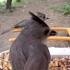 Bird Feeder Camera product image 13