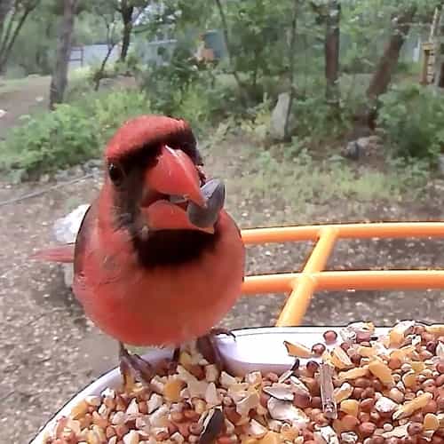 Bird Feeder Camera product image 14