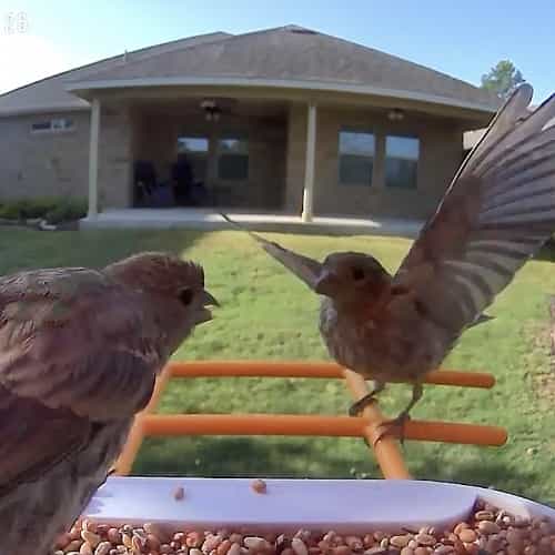 Bird Feeder Camera product image 15
