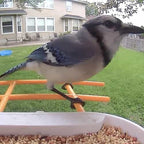 Bird Feeder Camera product image 16