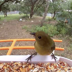 Bird Feeder Camera product image 17