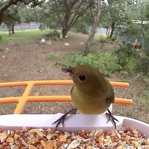 Bird Feeder Camera product image 17