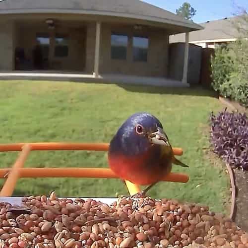 Bird Feeder Camera product image 18