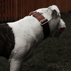 Martingale Dog Collar product image 2