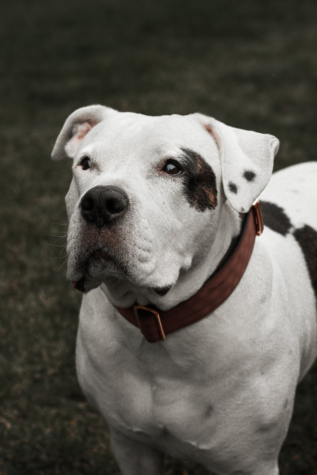 Martingale Dog Collar product image 3