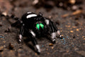 Regal Jumping Spider product image 1
