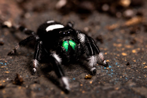 Regal Jumping Spider product image 1