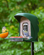 Smart Bird Feeder product image 2