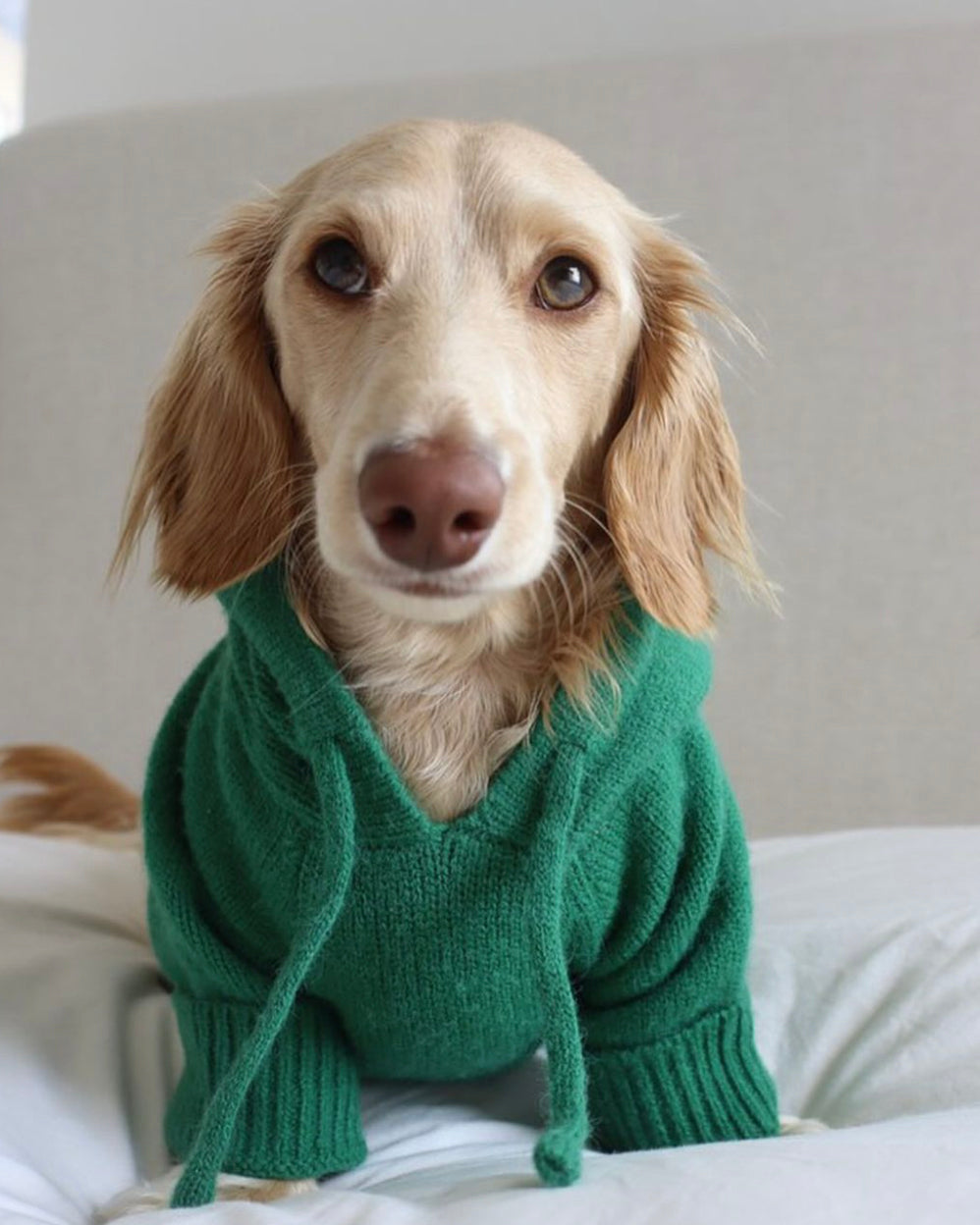 Dog Hoodie product image 1