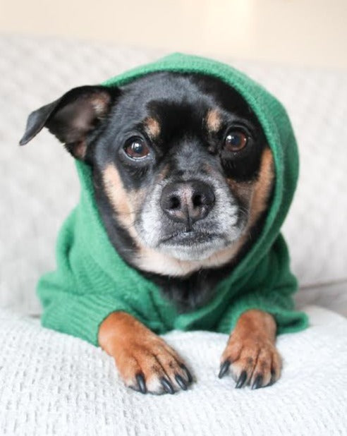 Dog Hoodie product image 9