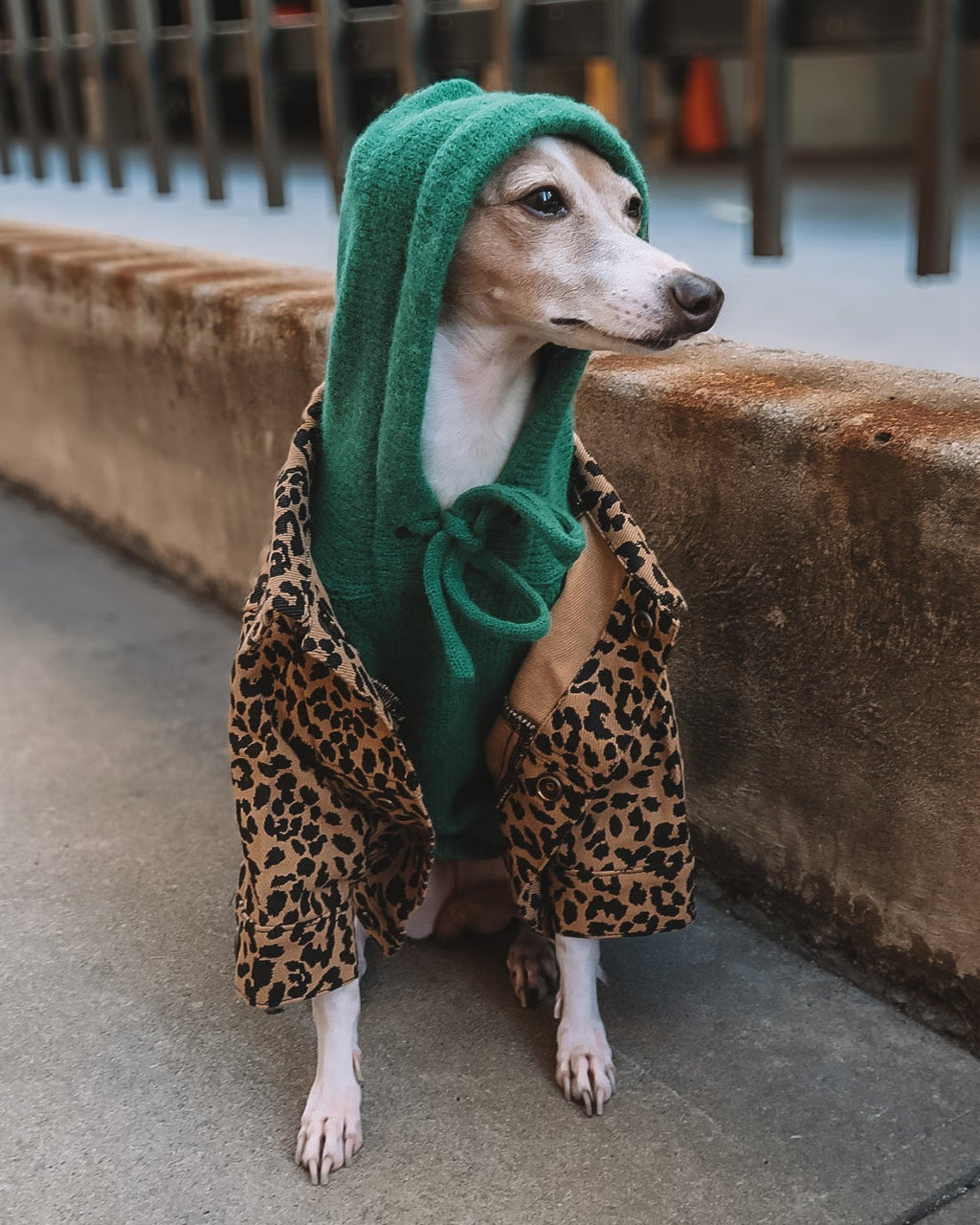 Dog Hoodie product image 11