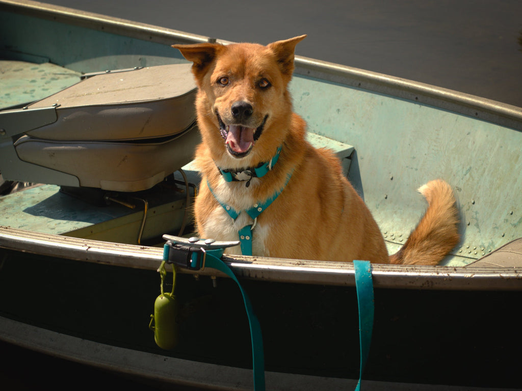 Hands-Free Dog Leash product image 3