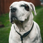 Dog Slip Lead product image 2