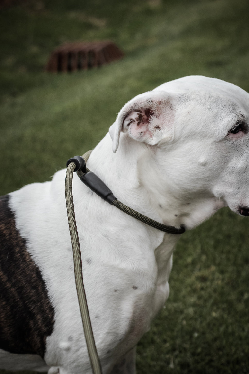 Dog Slip Lead product image 3