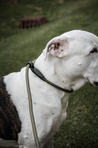 Dog Slip Lead product image 3