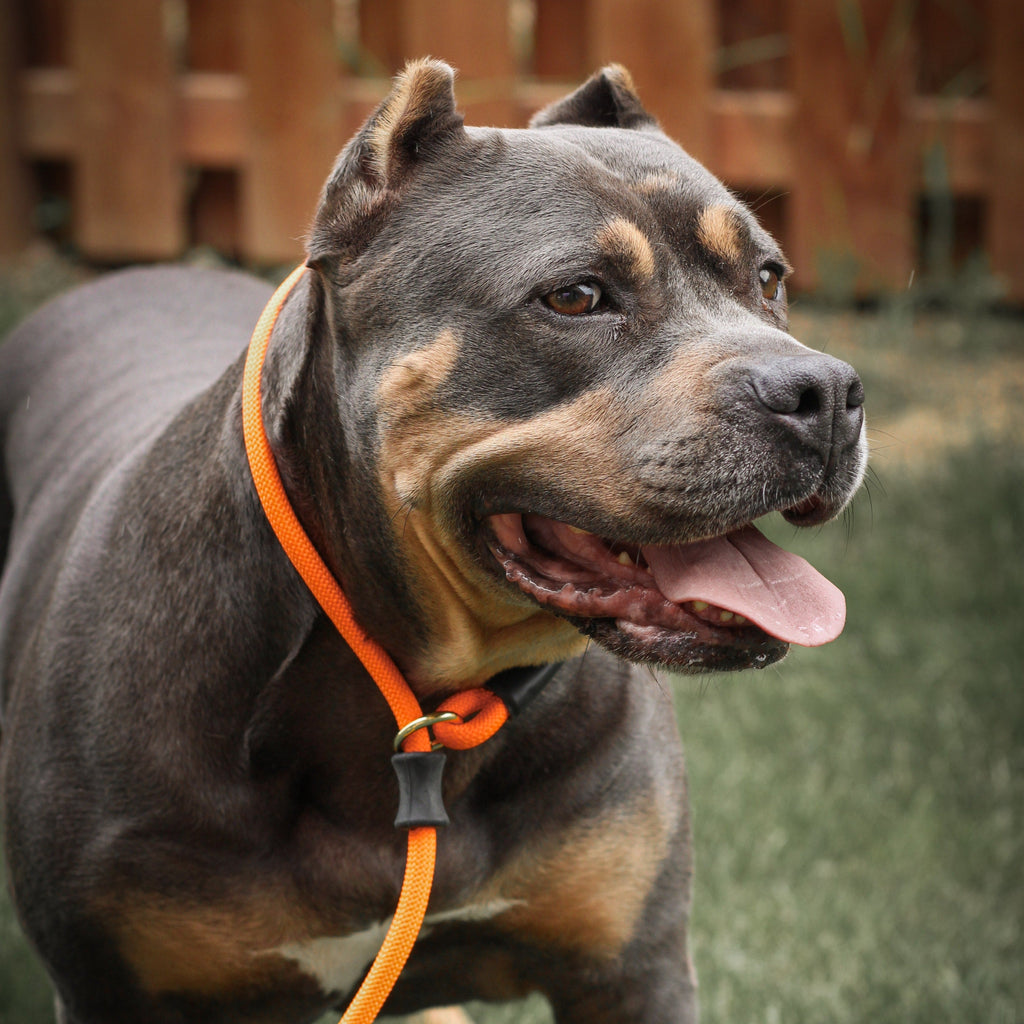 Dog Slip Lead product image 2