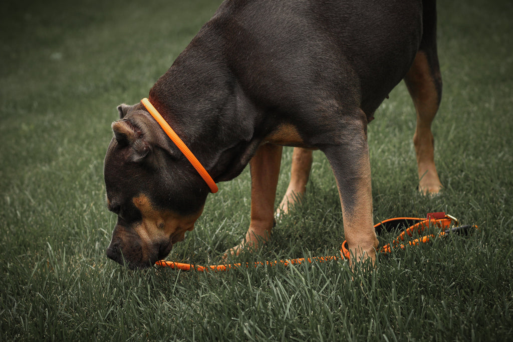 Dog Slip Lead product image 3