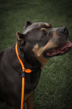 Dog Slip Lead product image 4