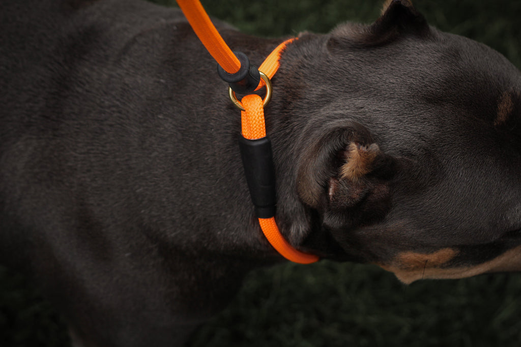Dog Slip Lead product image 5