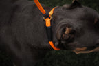 Dog Slip Lead product image 5