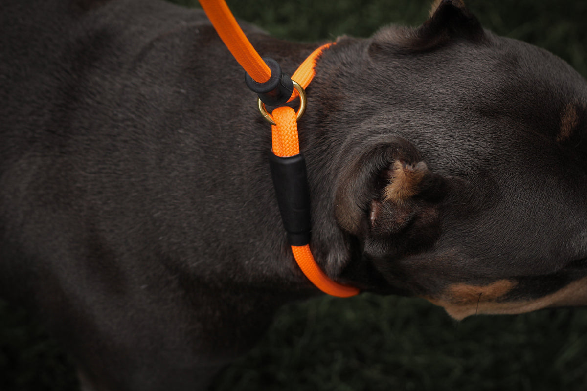 Dog Slip Lead product image 5