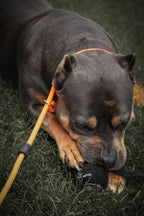 Dog Slip Lead product image 6