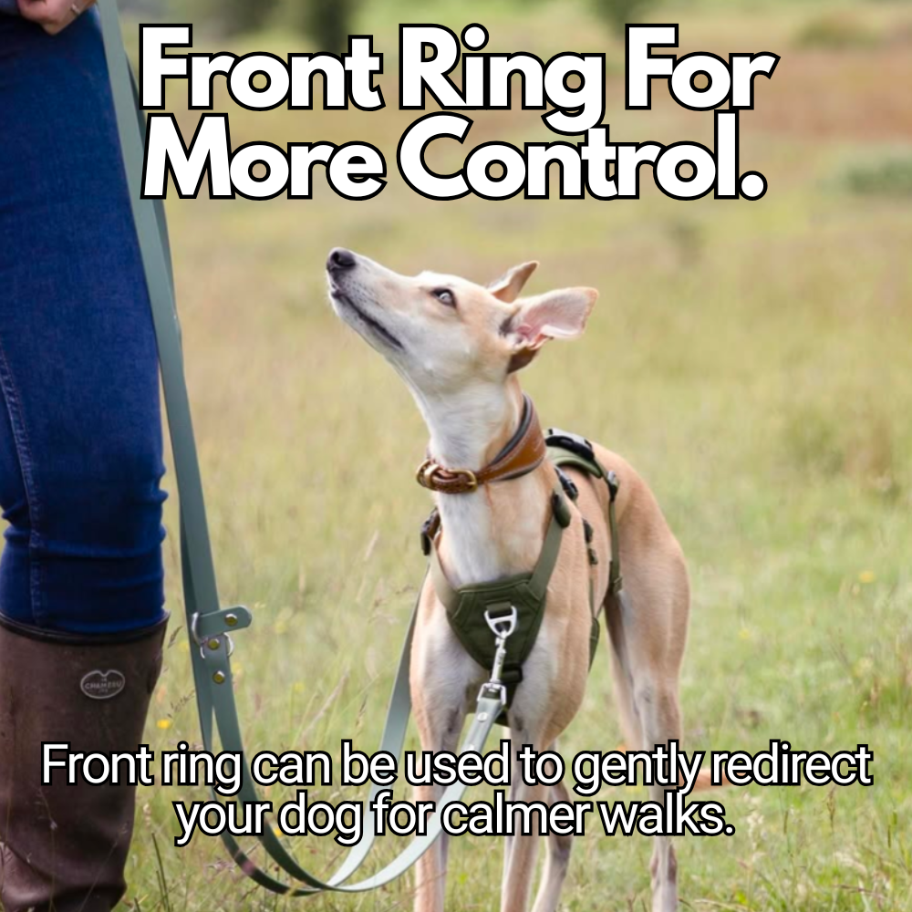 Escape-Resistant Sighthound Harness product image 7