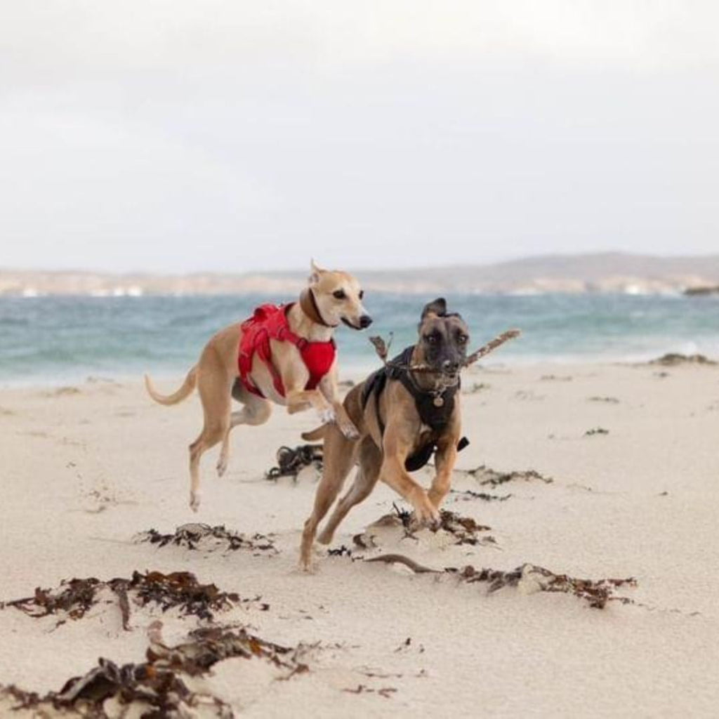 whippet harness on beach
