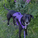 Escape-Resistant Sighthound Harness product image 13