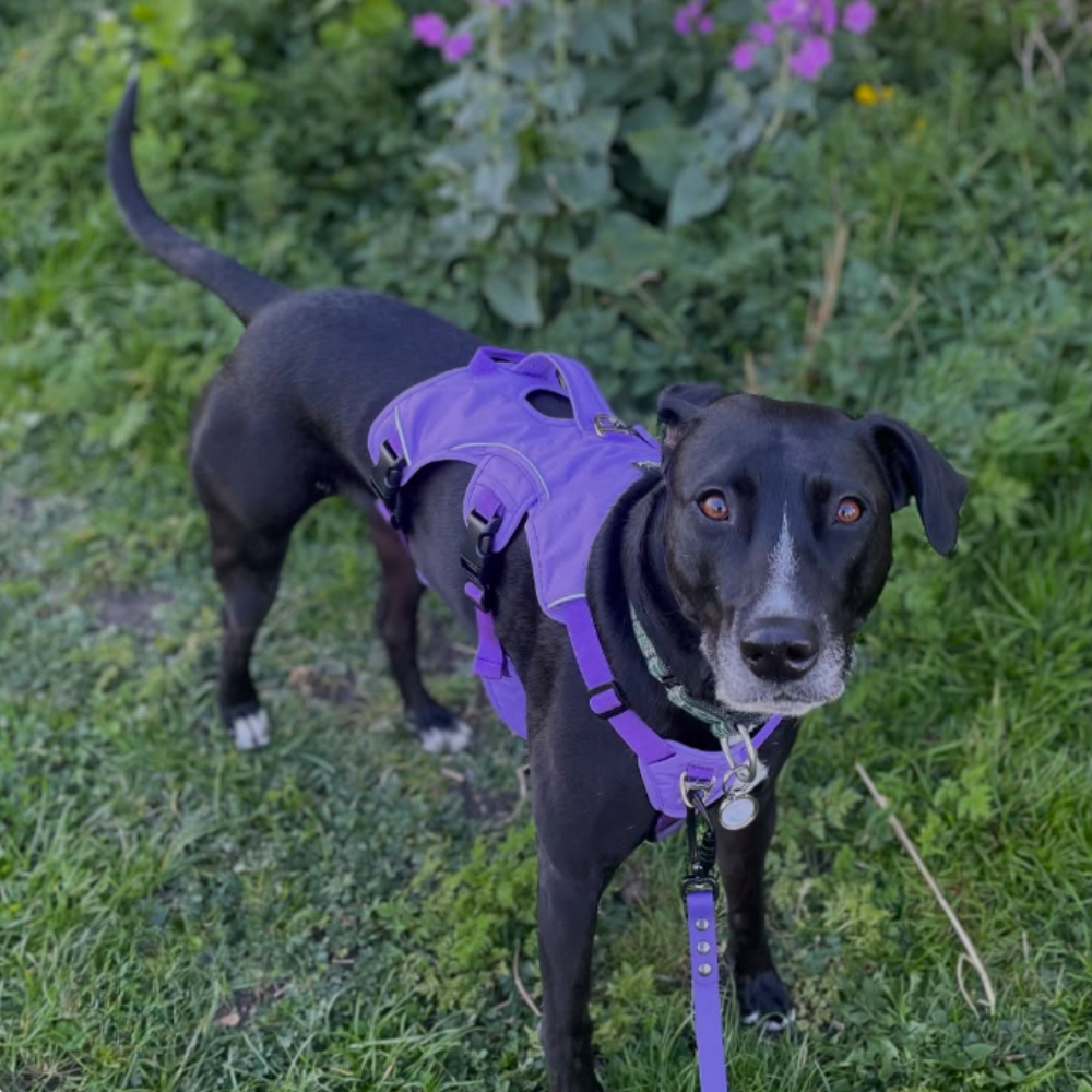 Escape-Resistant Sighthound Harness product image 13