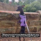 italian greyhound in purple snootiful hound harness