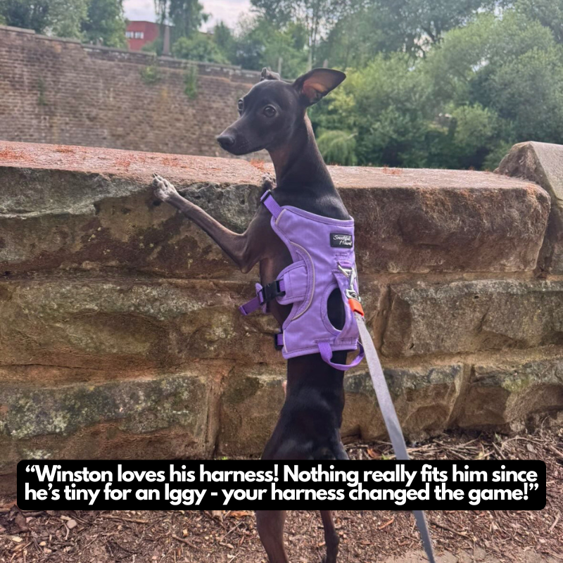 italian greyhound in purple snootiful hound harness