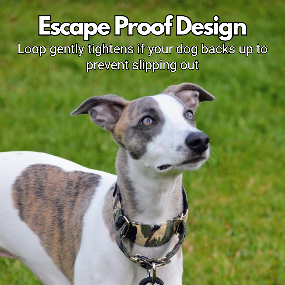 Martingale Dog Collar product image 2