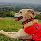 Martingale Dog Collar product image 4